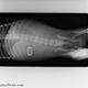 Illustration for article titled X-rays of the weird things that vets find inside pets